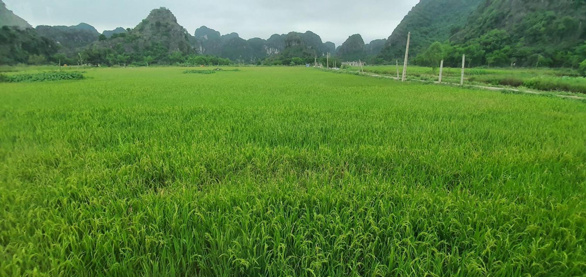 Trang An Rice Field Homestay Ninh Binh Exterior photo